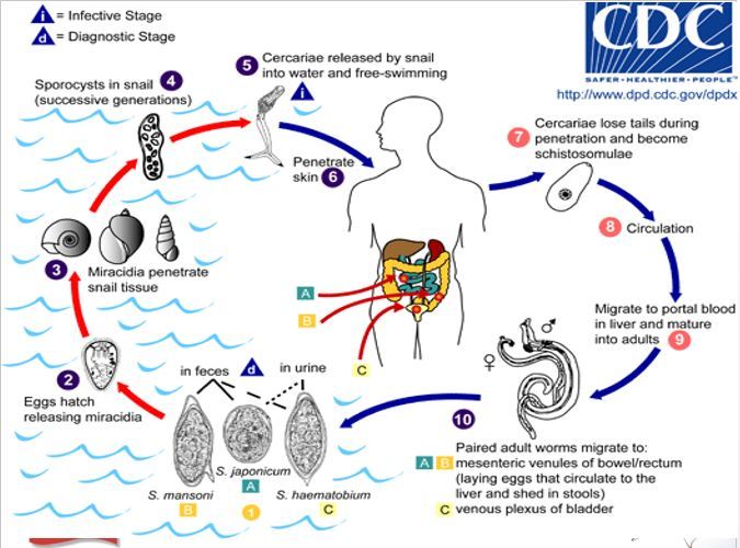 Vector Borne Disease - The MENTOR Initiative